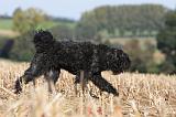 BOUVIER DES FLANDRES 256
